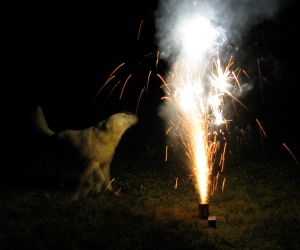 Dog barking at fireworks